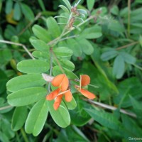 Tephrosia tinctoria (L.) Pers.